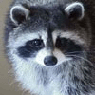 -Raccoon-