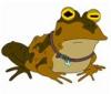 ToadPipa