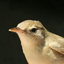 Marsh Warbler
